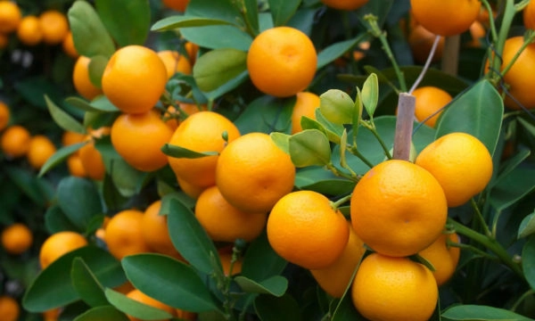 Oranges on trees showcasing SaniChem SA's role in agriculture and fruit crop protection.