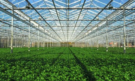 Greenhouse with plated greens emphasising SaniChem SA's mould and insect control solutions.